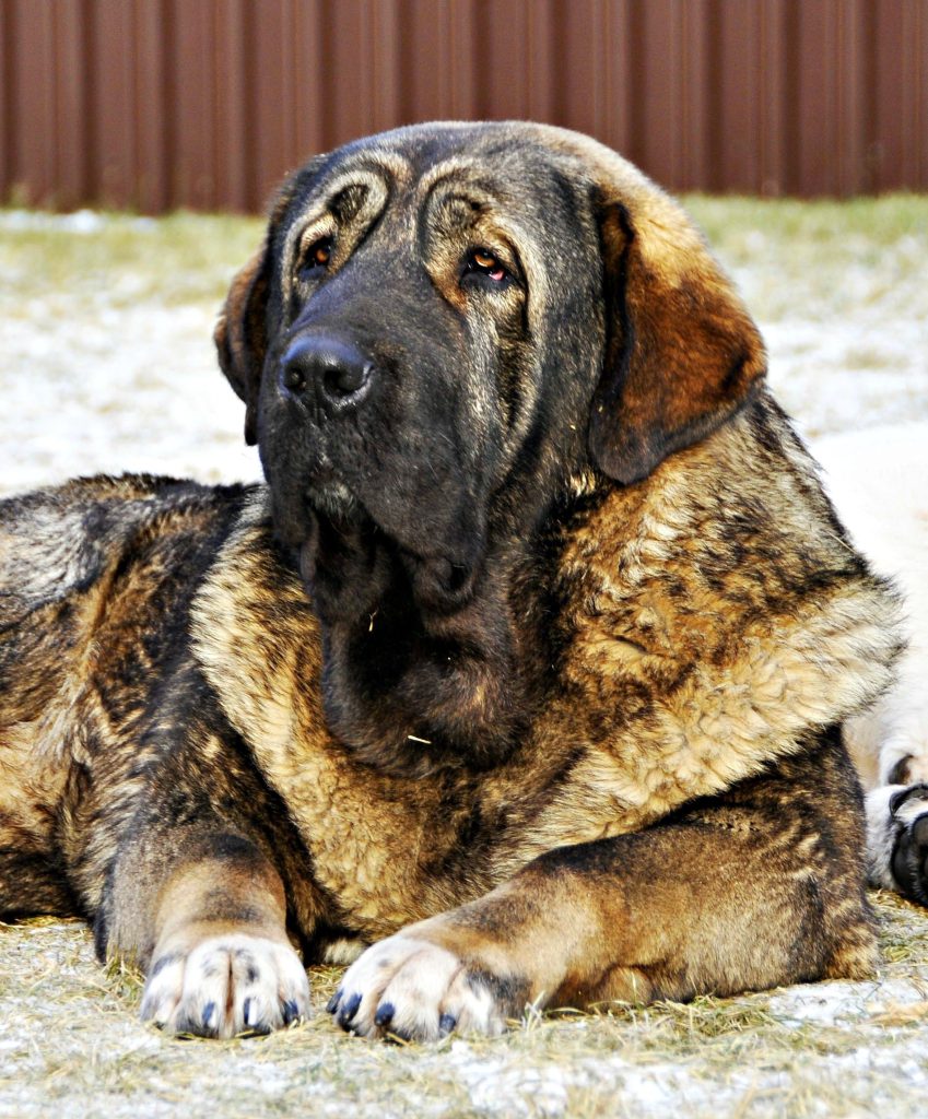 Mastín leonés perro guardián y de ganadería trashumante en la fauna leonesa
