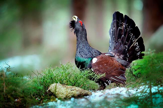 Urogallo cantábrico en Omaña y Alto Sil, especie amenazada de la fauna leonesa