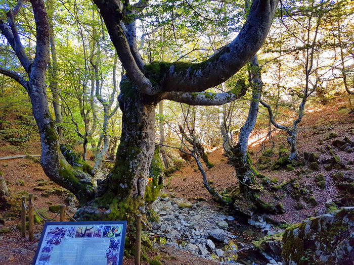 El Fagus, un haya de más de 500 años en el Faedo de Ciñera, uno de los árboles más singulares de España.