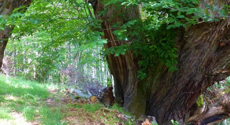 Bosque de otoño con árboles monumentales y paisajes naturales en la provincia de León.