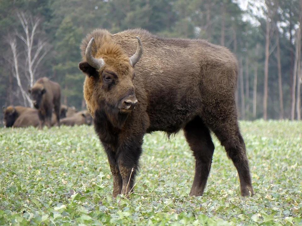 Bisonte europeo Bison bonasus mamífero de mayor tamaño en peligro de extinción