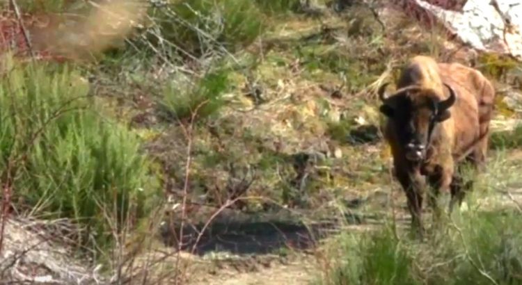 Bisonte europeo especie en extinción de la fauna leonesa en el valle de Anciles