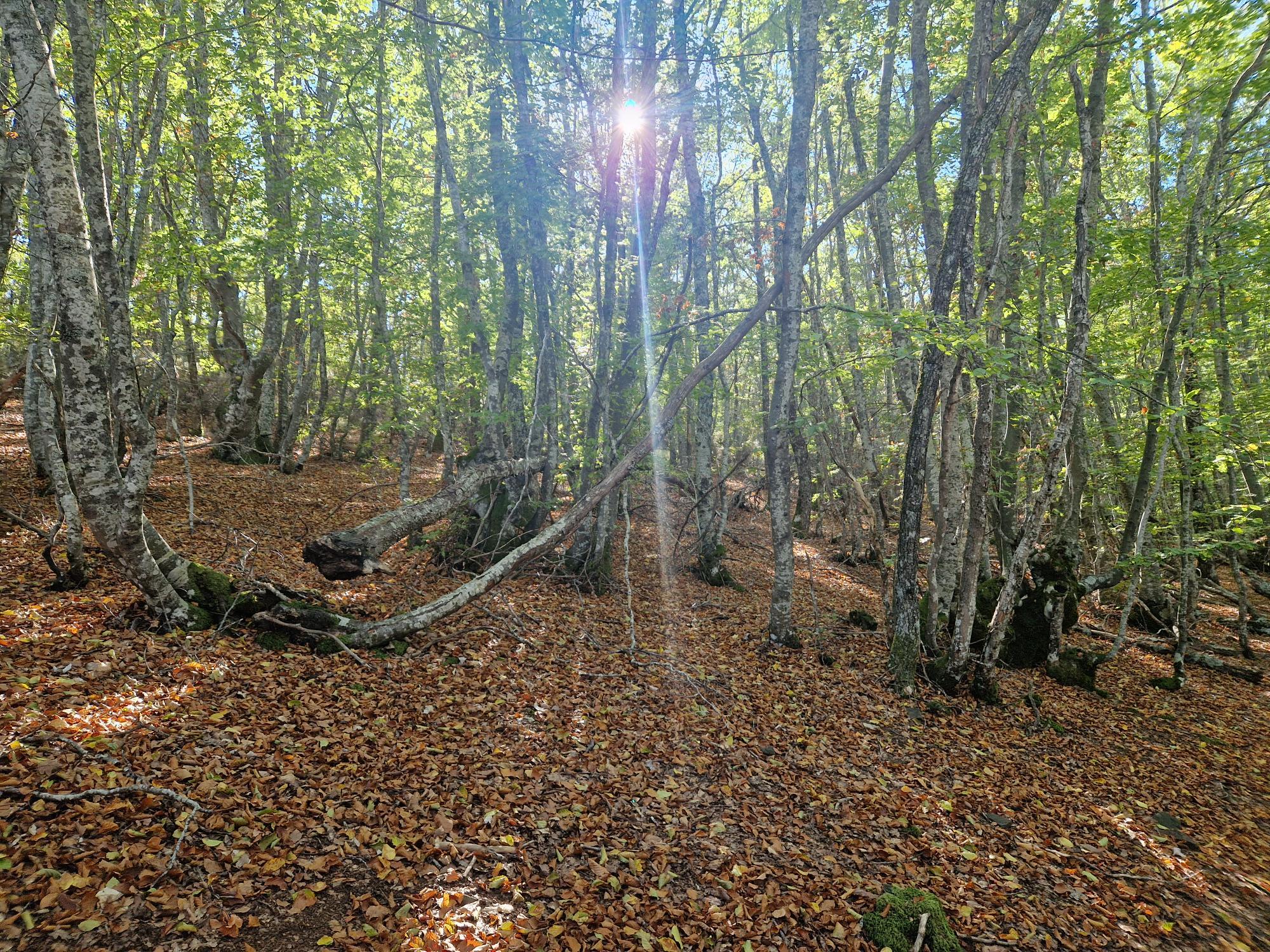 Bosque de hayas frondoso en el Faedo de Orzonaga durante la ruta de senderismo