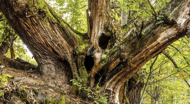 Bosques centenarios en la provincia de León para turismo de naturaleza y rutas de senderismo.