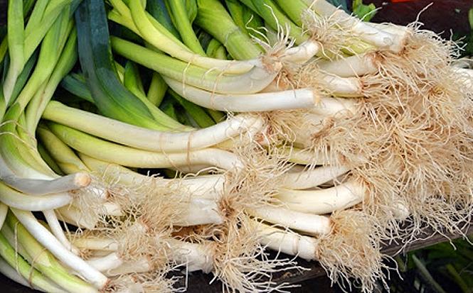 Características morfológicas y propiedades nutricionales del puerro de Sahagún.
