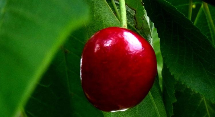 Cereza del Bierzo con sello de Marca de Garantía, sabroso manjar veraniego y fruta de temporada en León.