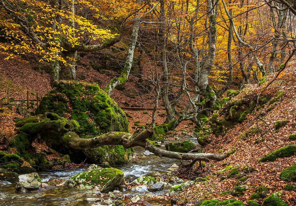 Sendero entre hayas centenarias en el Faedo de Ciñera, Reserva de la Biosfera del Alto Bernesga.