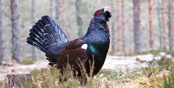 Fauna protegida de la Reserva de la Biosfera del Valle de Laciana