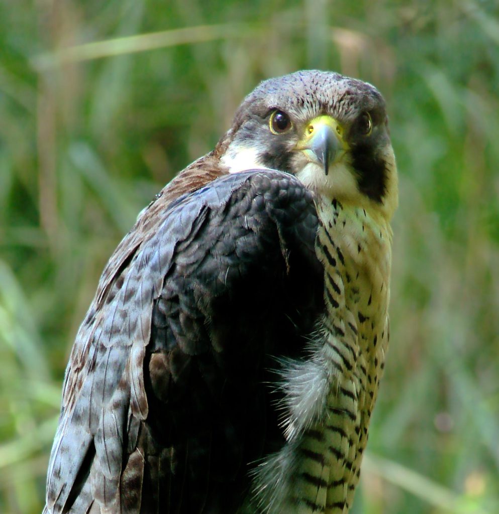 Ejemplar de halcón peregrino, especie de la fauna y biodiversidad de la Reserva de la Biosfera del Alto Bernesga en León