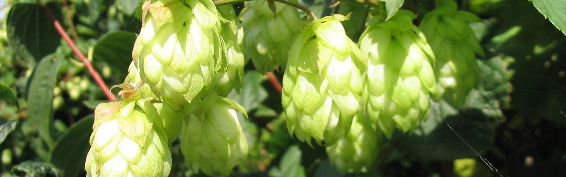 Campos de cultivo de lúpulo en Carrizo de la Ribera, León, capital cervecera de España.