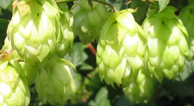 Campos de lúpulo de León, capital española de la producción de cerveza artesanal en el río Órbigo.