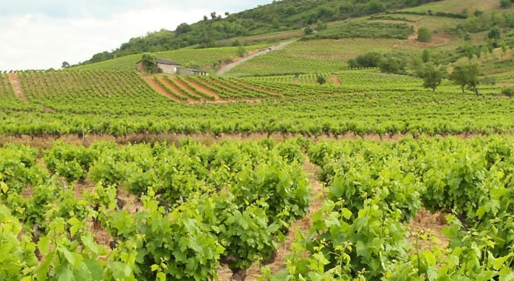 Curiosidades sobre El Bierzo muy interesantes en la comarca de León, historia, entorno natural y tradiciones.
