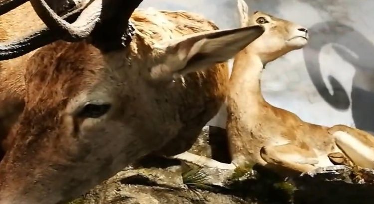 Animales naturalizados de los cinco continentes expuestos en el museo de fauna salvaje de Valdehuesa en León.
