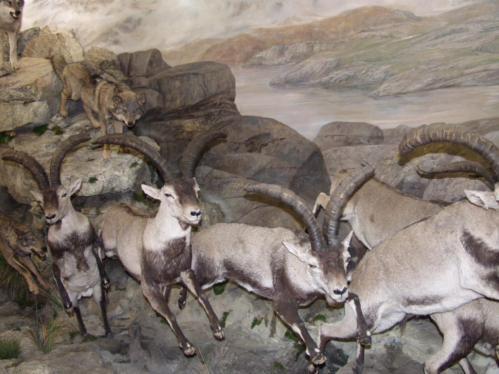 Exposición de piezas del doctor Romero Nieto, fundador del museo de fauna salvaje de Valdehuesa.