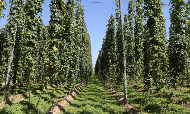 Plantación de cultivo de lúpulo en Carrizo de la Ribera, León, capital española del lúpulo.