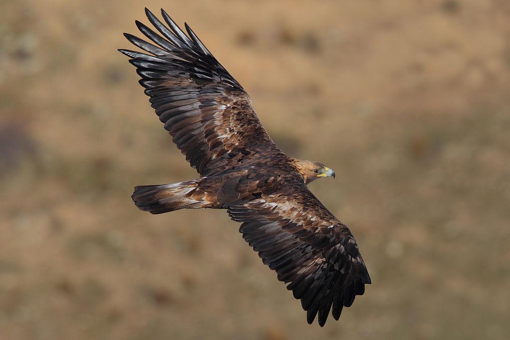 Águila real ibérica volando en los cielos de la fauna leonesa en Babia y Picos de Europa