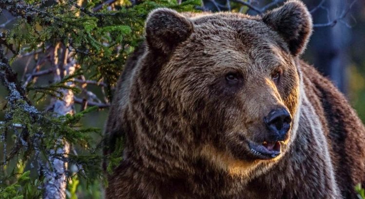 Principales animales y especies de la fauna leonesa en bosques, montañas, ríos y lagos de León