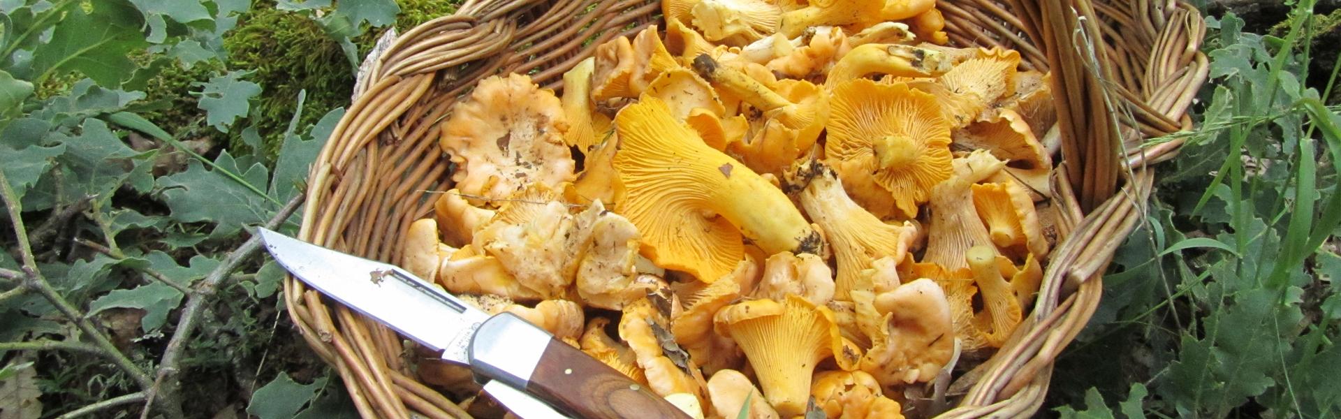 Recolectar setas en León: variedades de hongos y mejores lugares micológicos