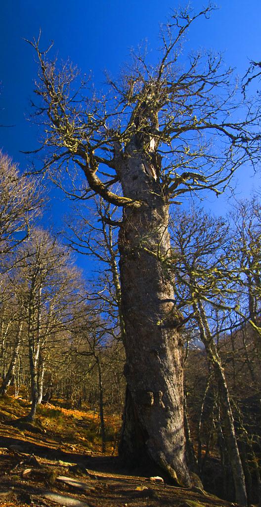 El Roblón de Cuesta Fría, un roble centenario monumental en el Valle de Sajambre, León.