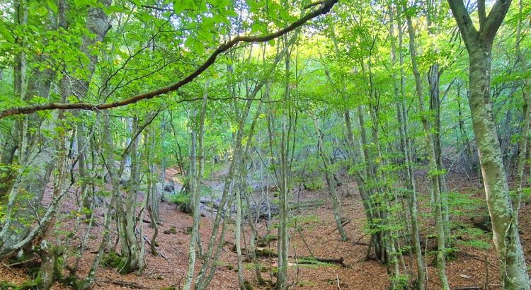 Vista de la ruta del Faedo de Orzonaga, una escapada de naturaleza a un paso de León
