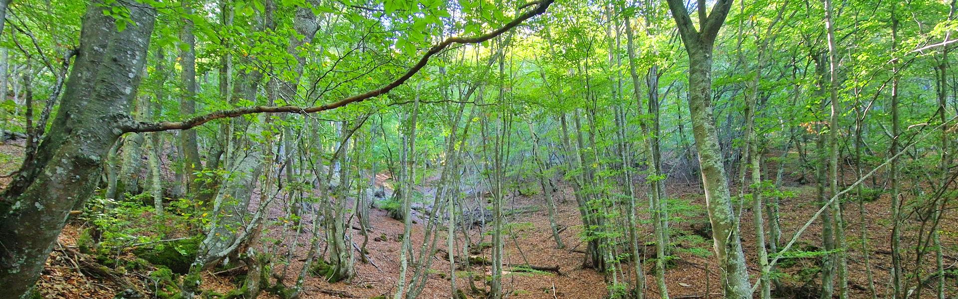 Vista de la ruta del Faedo de Orzonaga, una escapada de naturaleza a un paso de León