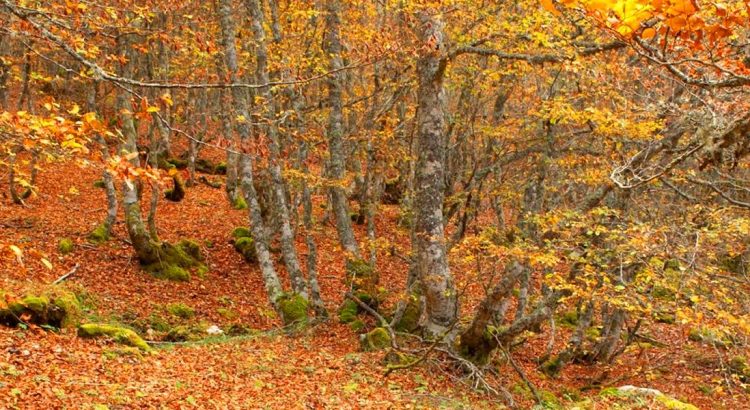 5 rutas de otoño en la provincia de León con paisajes de bosques y hojas secas.