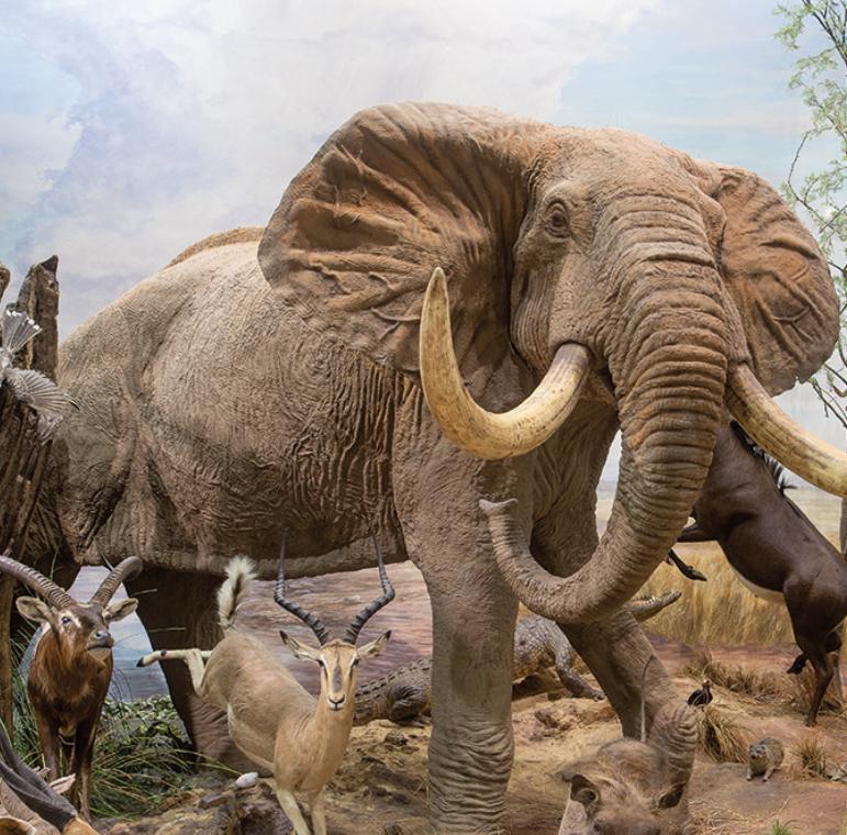Salas de exposición de mamíferos de los cinco continentes en el museo de fauna salvaje de Valdehuesa.