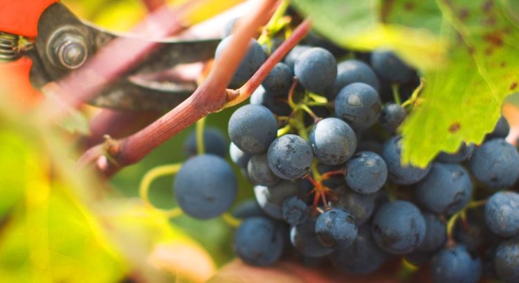 Septiembre mes de la vendimia en bodegas para la elaboración de vino