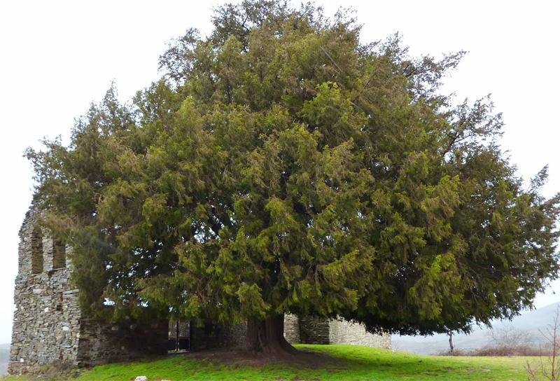 El Teixo, tejo de San Cristóbal de Valdueza con 1248 años, el árbol más viejo de Castilla y León.