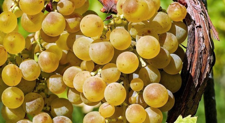 Racimos de uva Albarín en los viñedos de la D.O. León, una joya única de producción limitada.