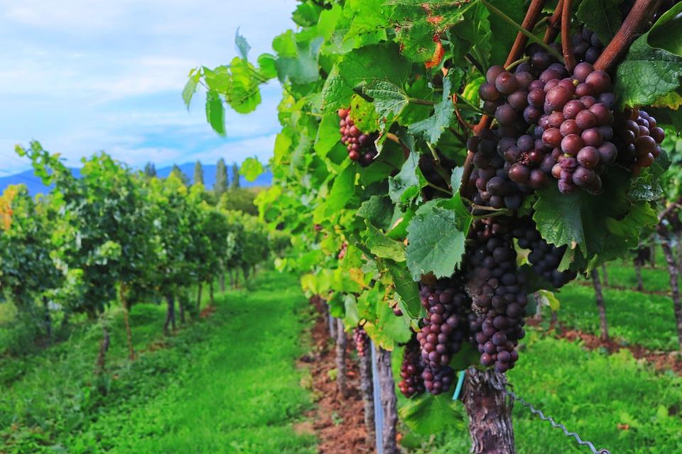 Recogida y vendimia de uva Mencía y Godello en bodegas de la DO Bierzo