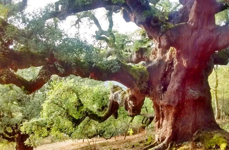 Bosque de los Zufreiros del Frade, alcornoques centenarios en el Parque Natural de Las Médulas cerca del lago de Carucedo.